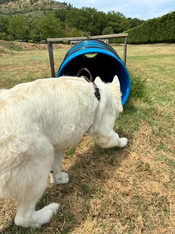 services camping animaux acceptes