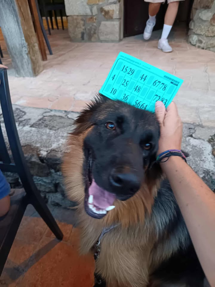 location ardeche animaux acceptes