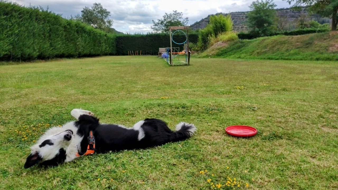 dog-friendly campsite